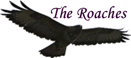 the roaches