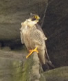 chick 2009